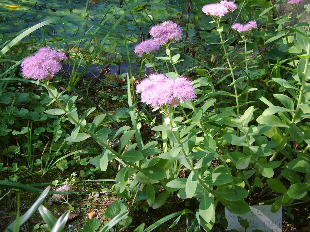Hylotelephium spectabile