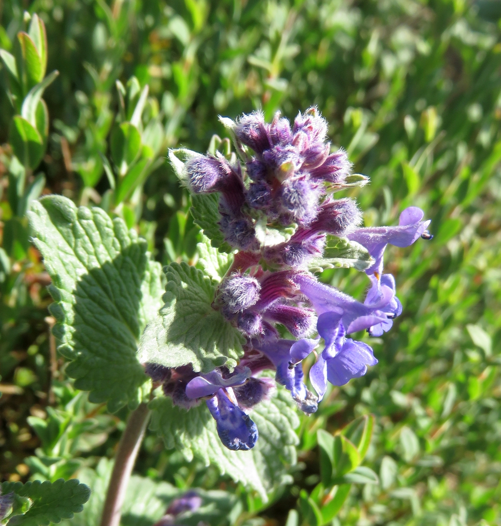Nepeta x faassenii