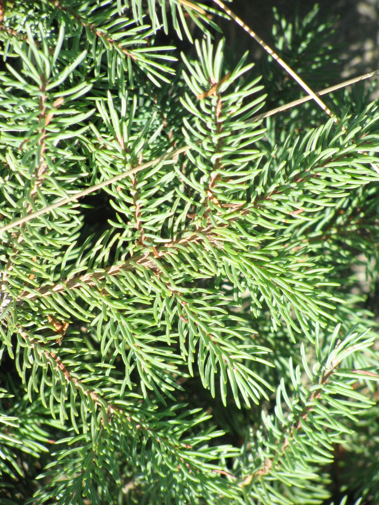 Form