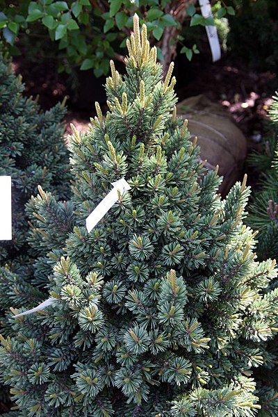 Pinus aristata