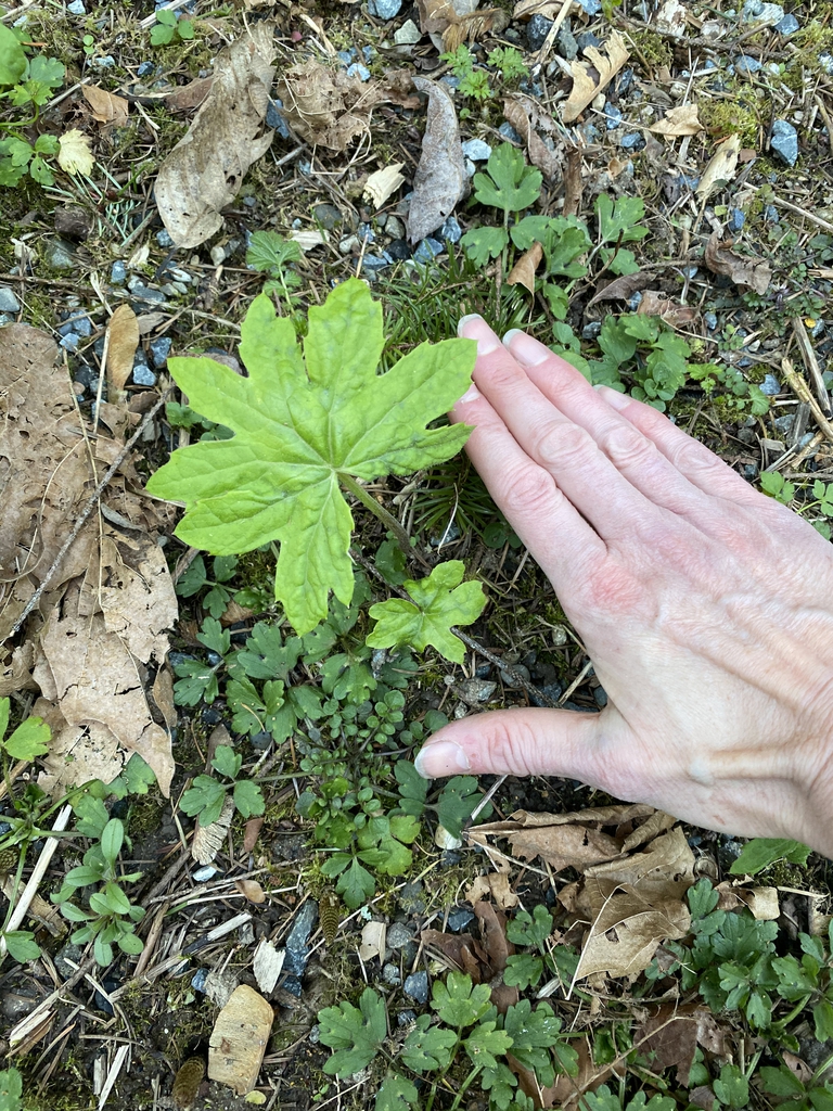 Emerging leaves.