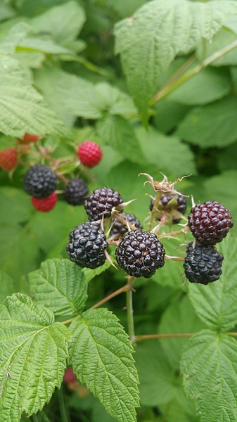 Rubus occidentalis