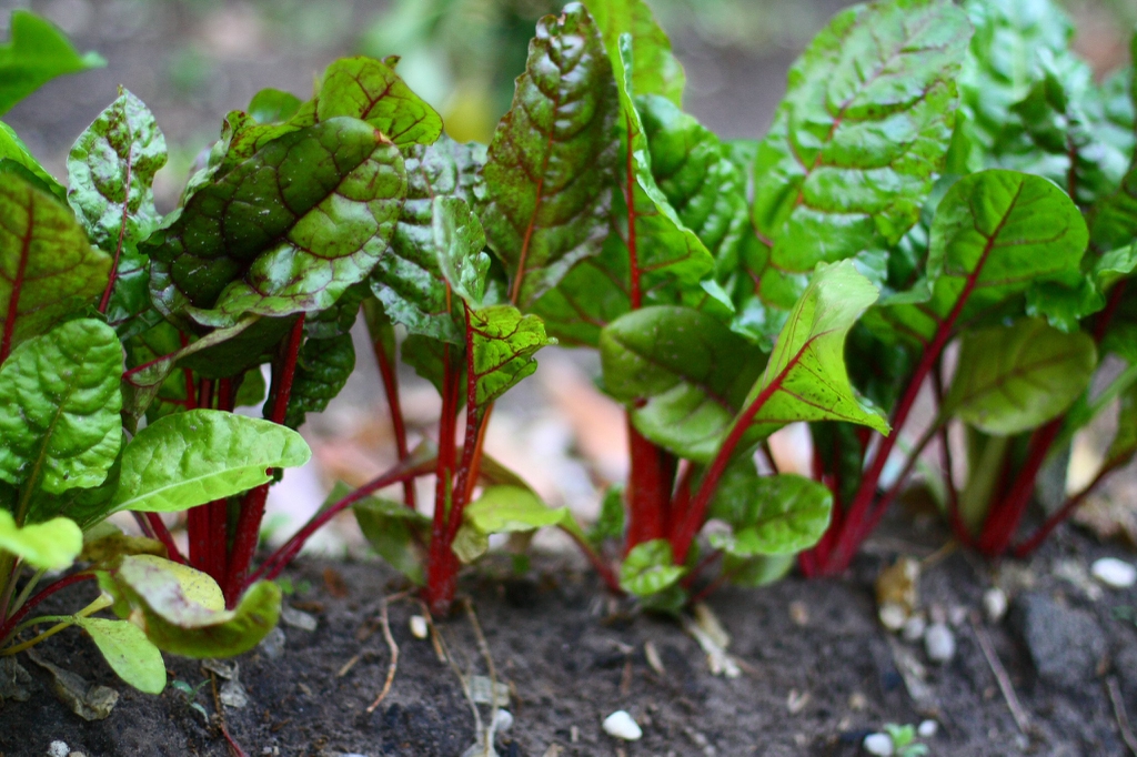 Row of plants with green leave with red veins and petioles.