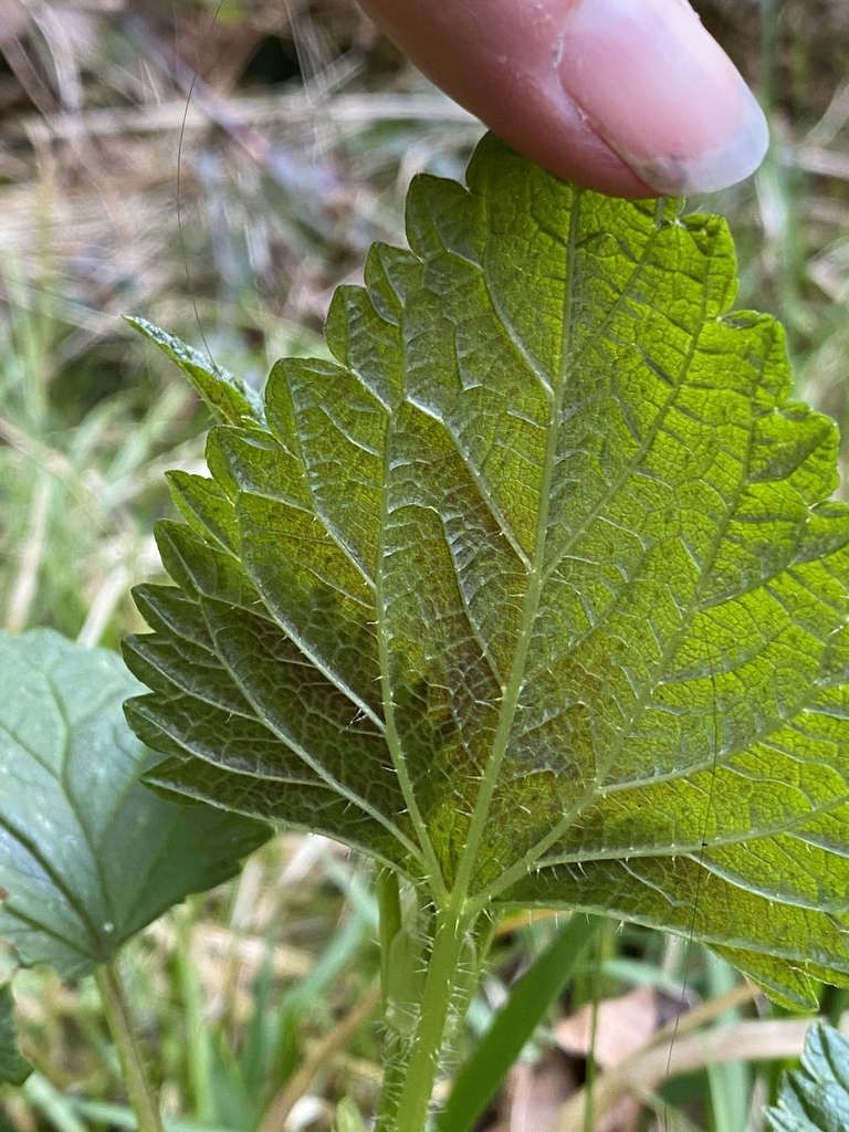 Underside of leaf.