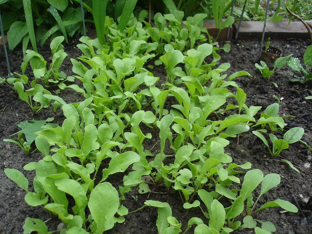 Eruca vesicaria