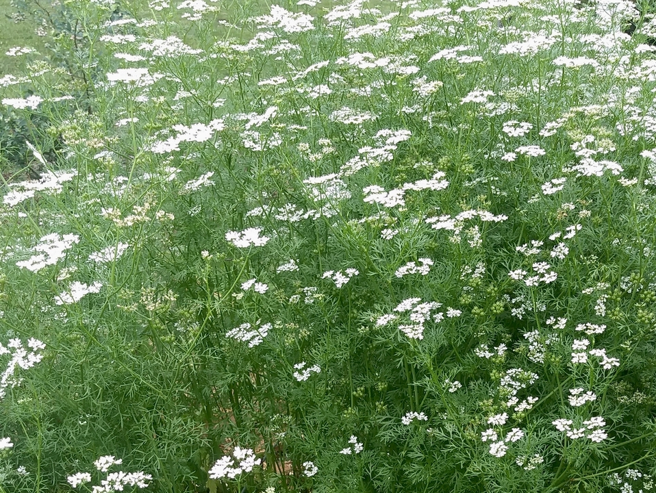 Umbels of white flowers borne above lacey foliage.
