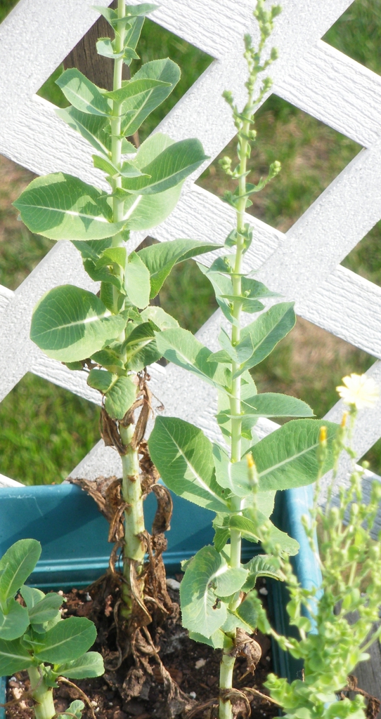 Lactuca sativa