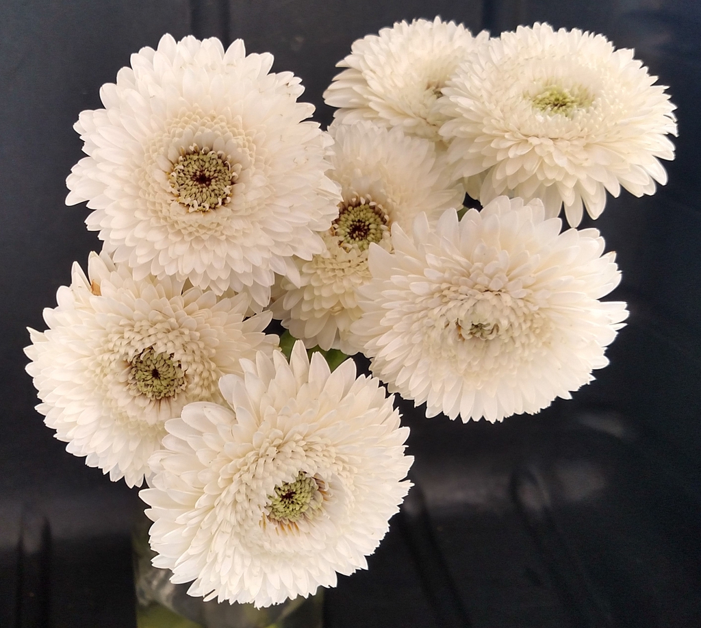 Gerbera jamesonii