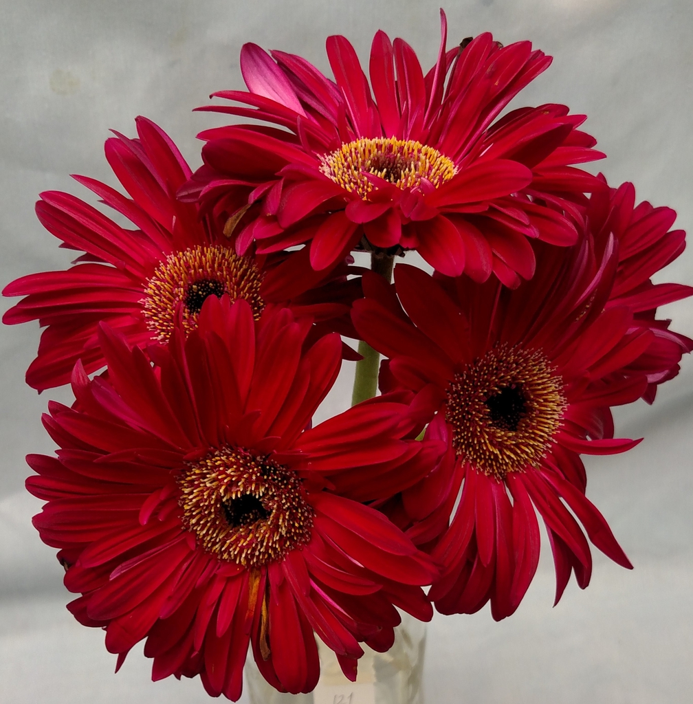 Gerbera jamesonii