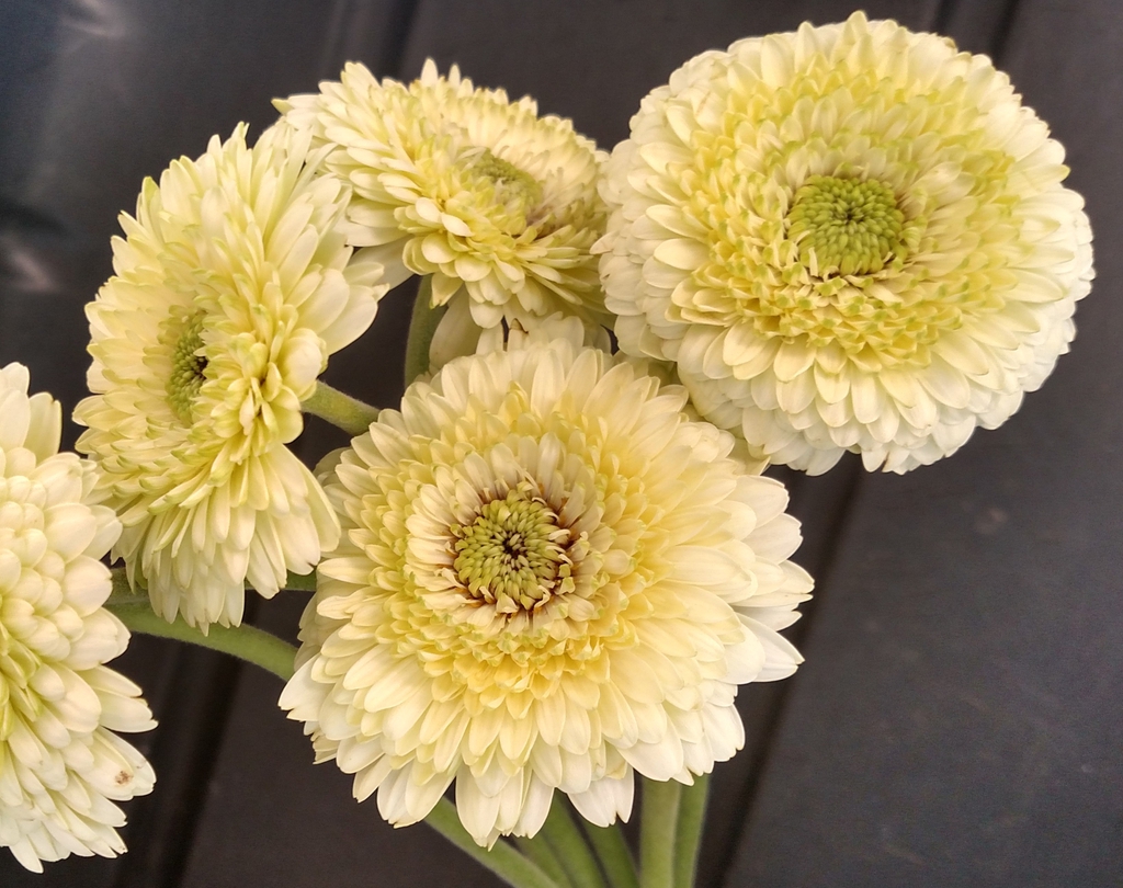 Gerbera jamesonii