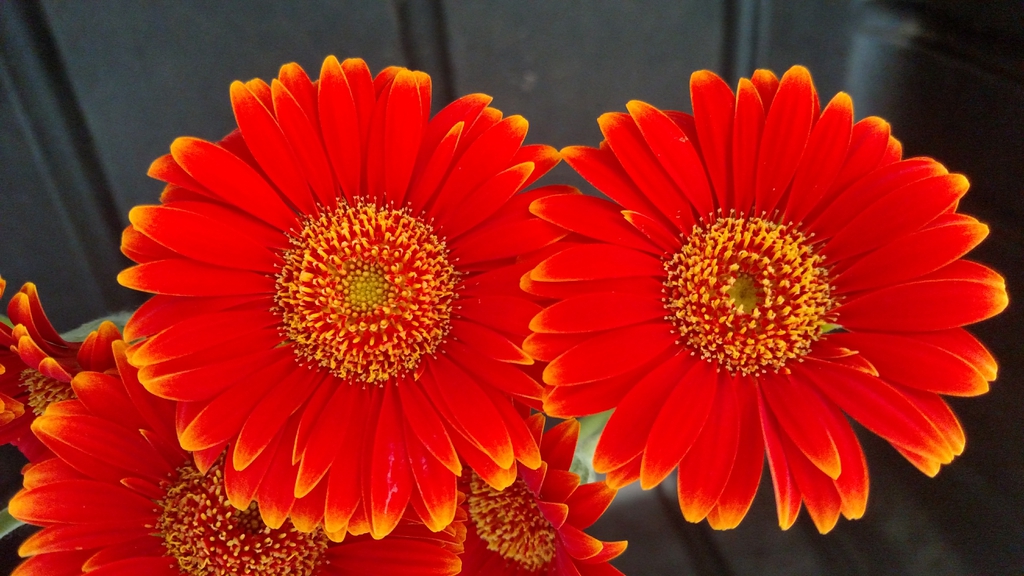 Gerbera jamesonii