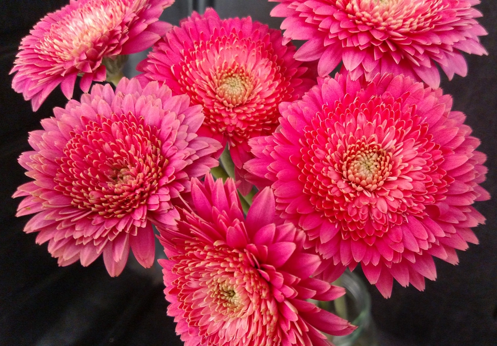 Gerbera jamesonii
