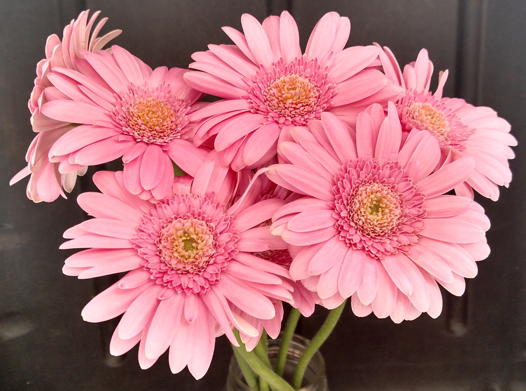 Gerbera jamesonii