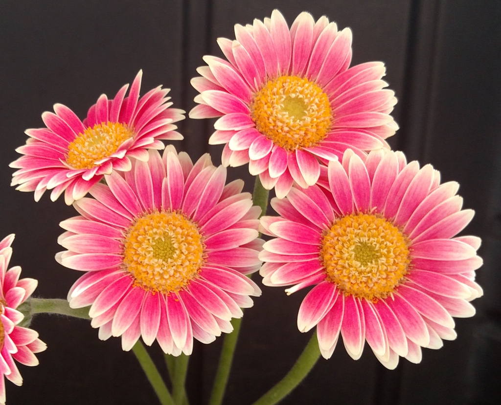 Gerbera jamesonii