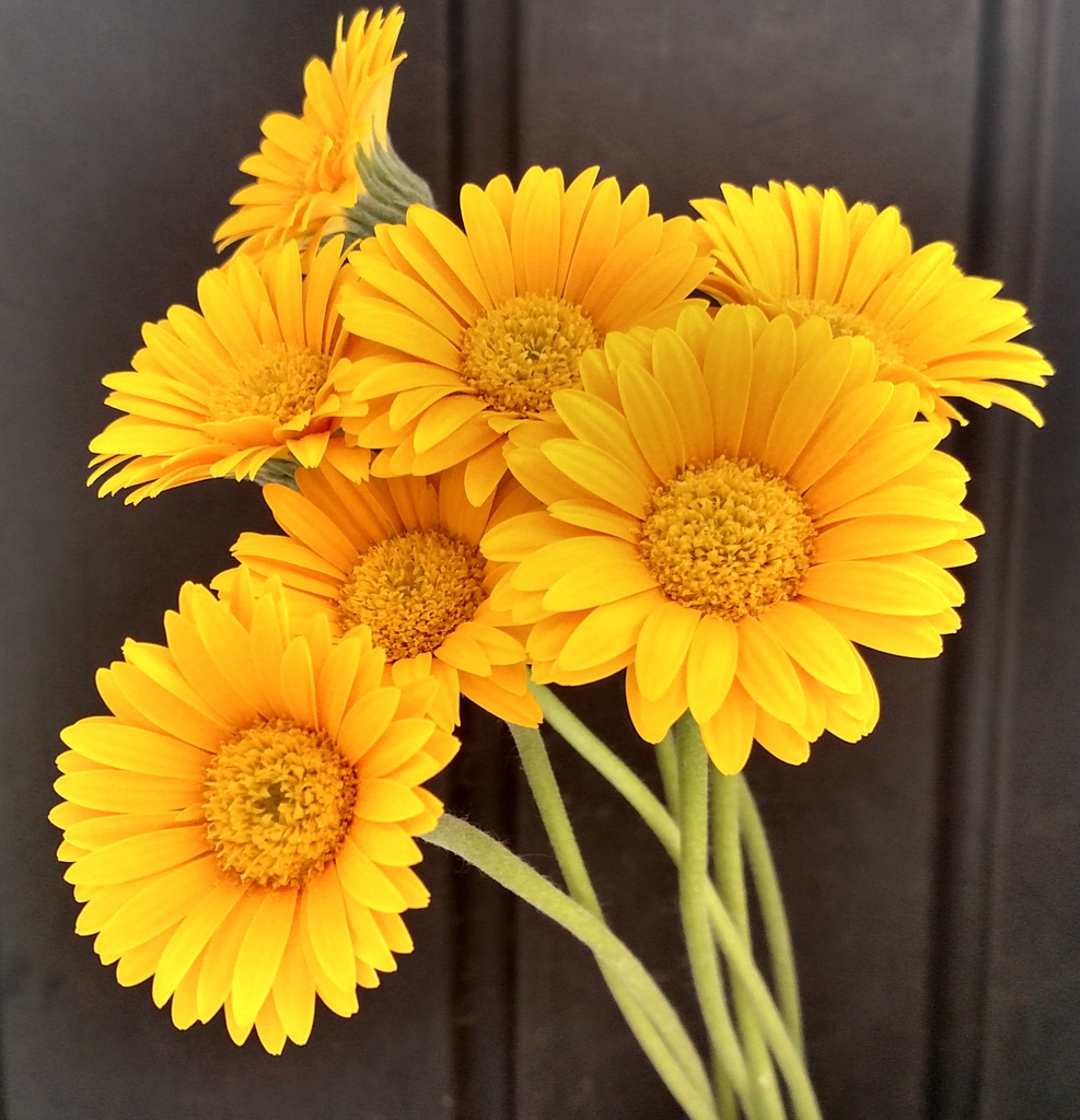 Gerbera jamesonii