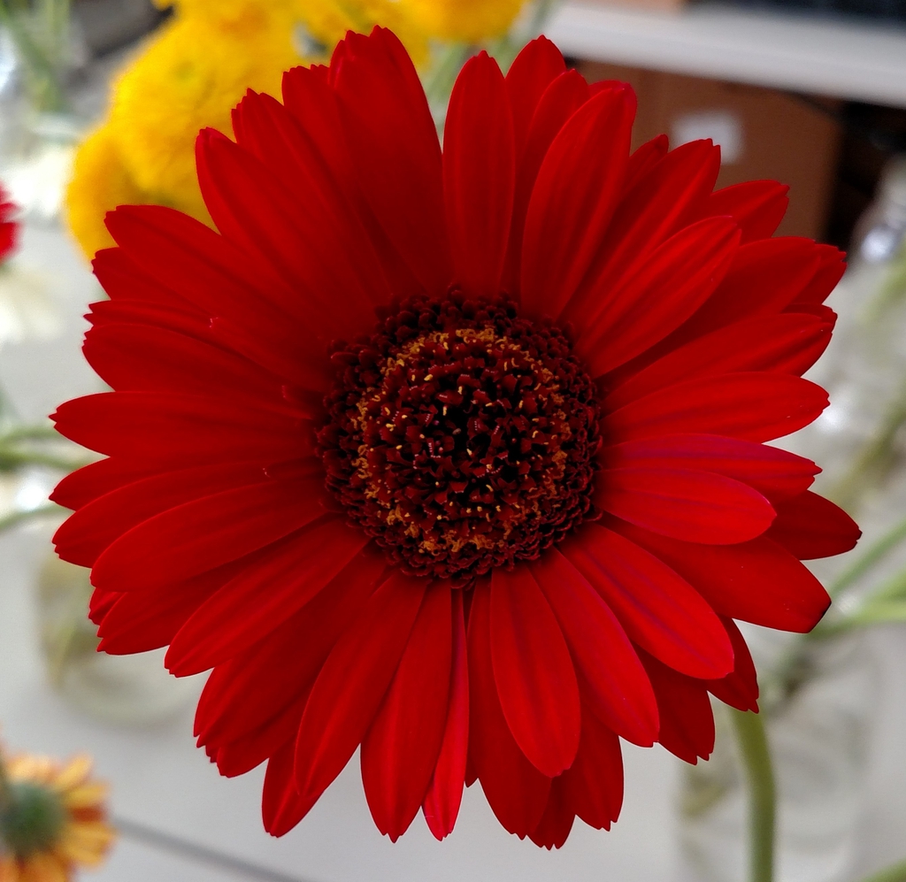 Gerbera jamesonii