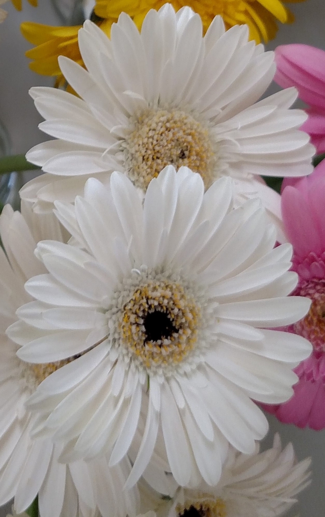 Gerbera jamesonii