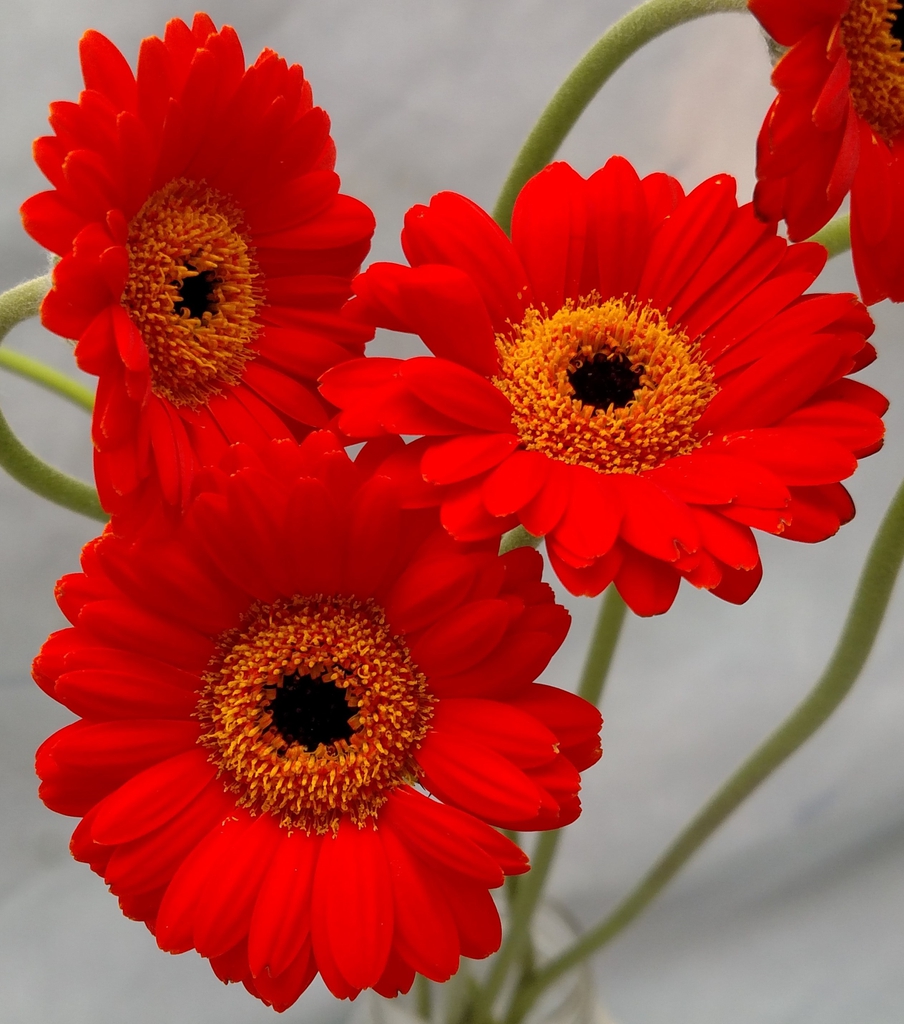 Gerbera jamesonii