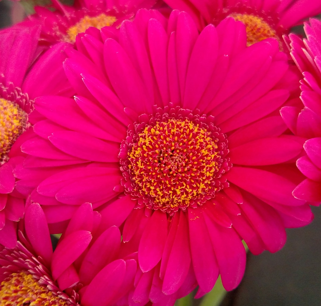 Gerbera jamesonii