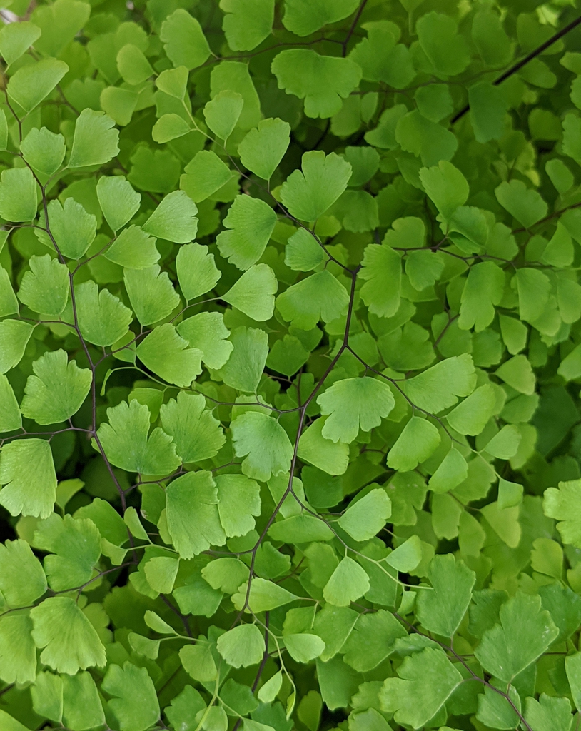 Adiantum x mairisii