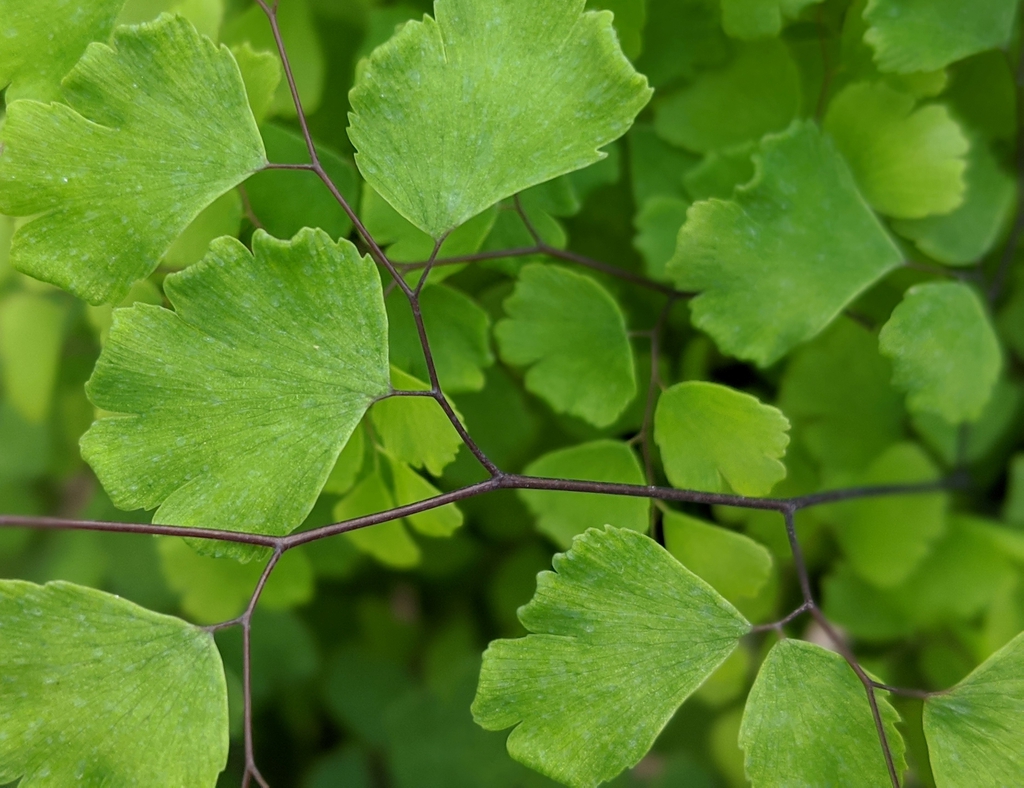 Adiantum x mairisii