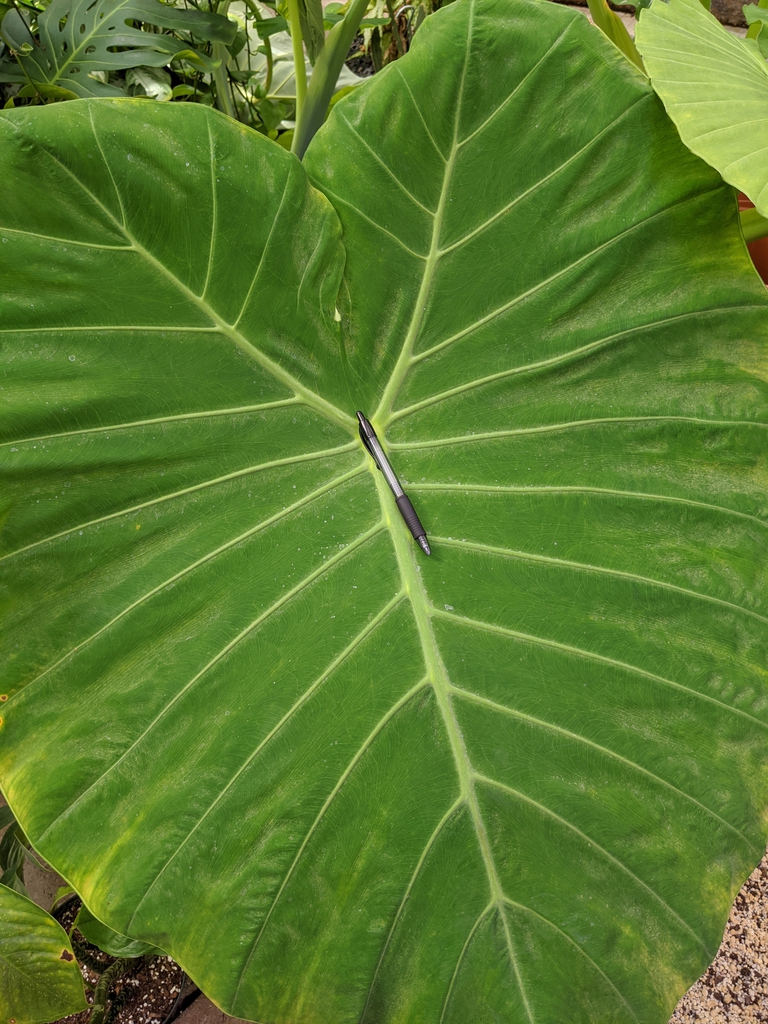 Alocasia x 'Calidora'