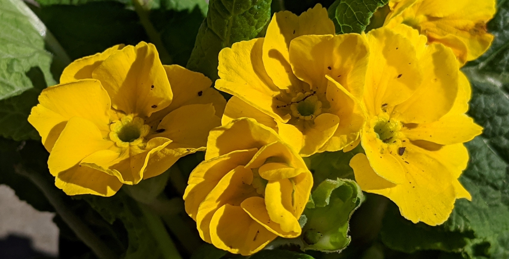 Primula elatior