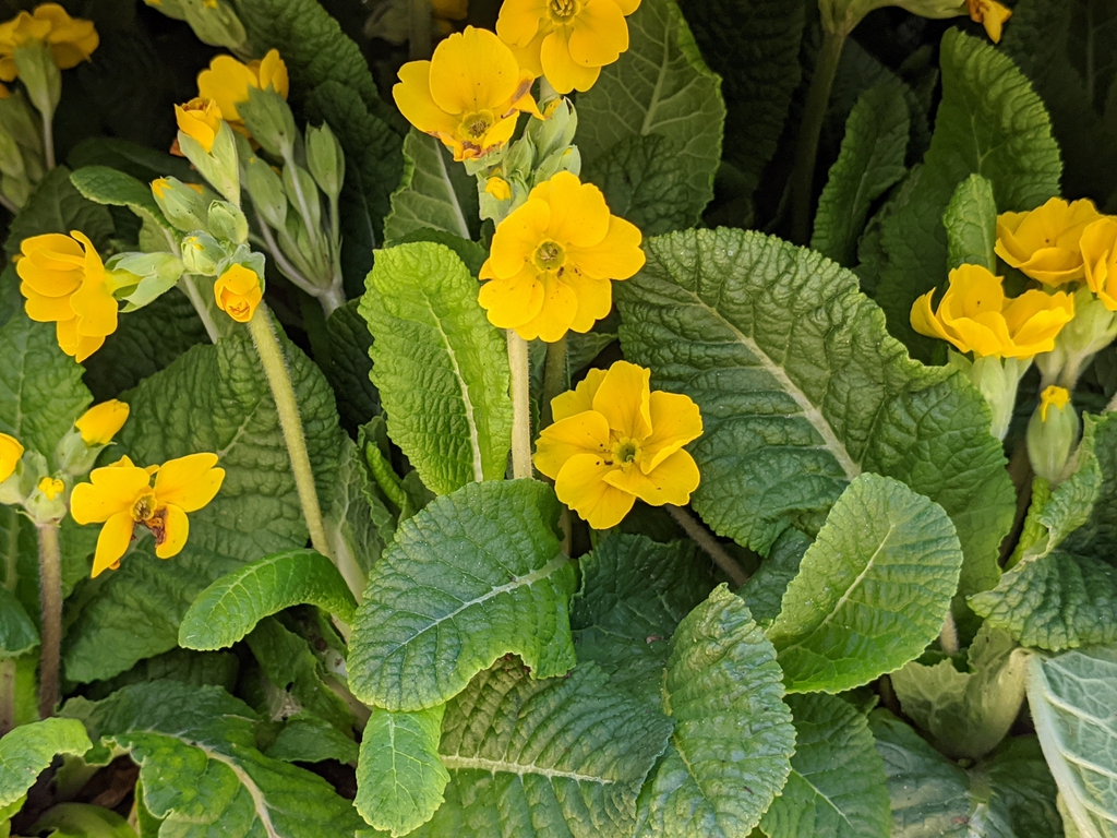 Primula elatior