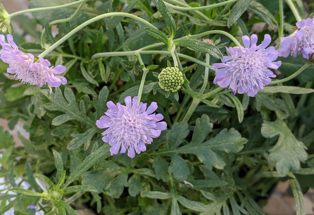 Scabiosa columbaria 'Butterfly Blue'
