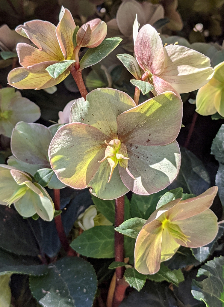 Helleborus x Hybridus