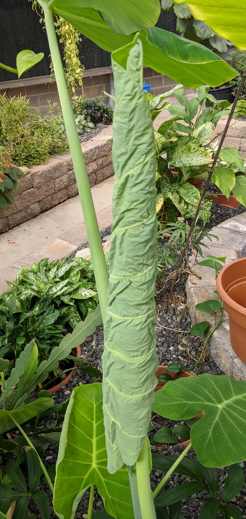 Alocasia x 'Calidora'
