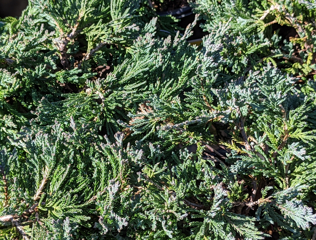 Juniperus horizontalis 'Wiltonii'