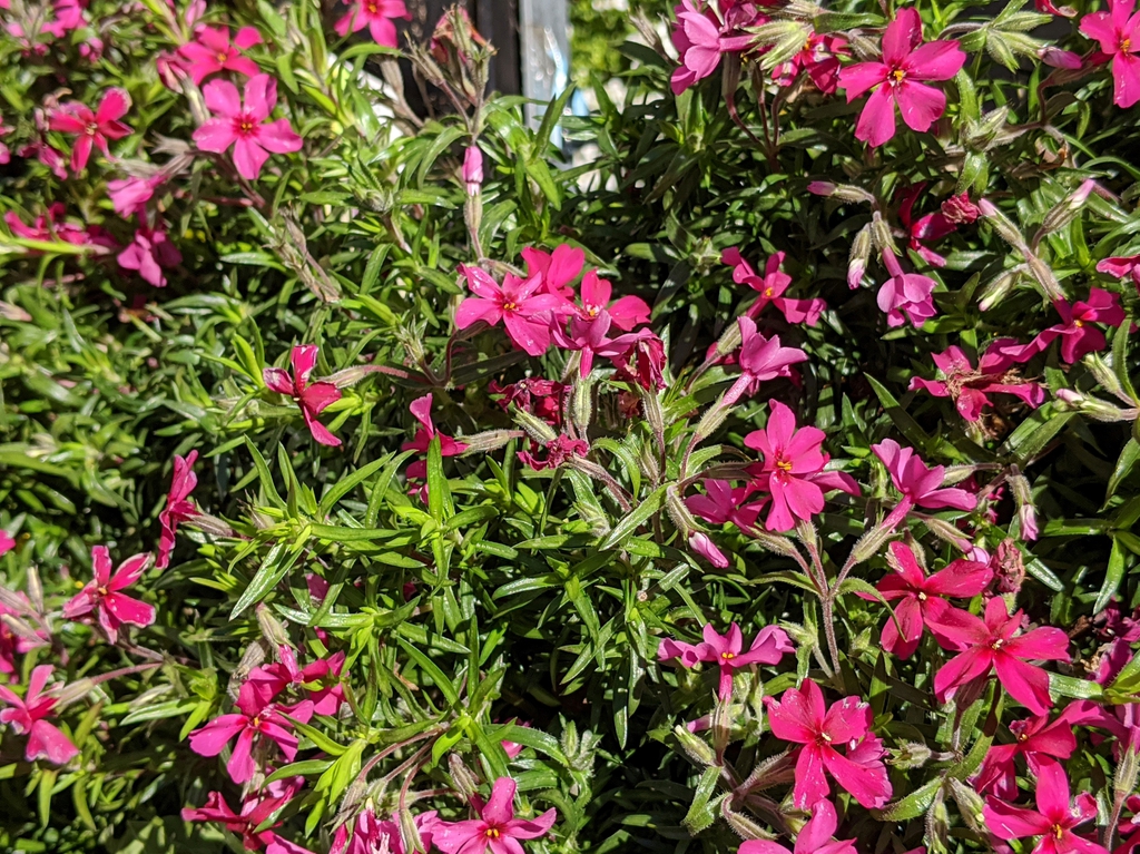 Phlox subulata
