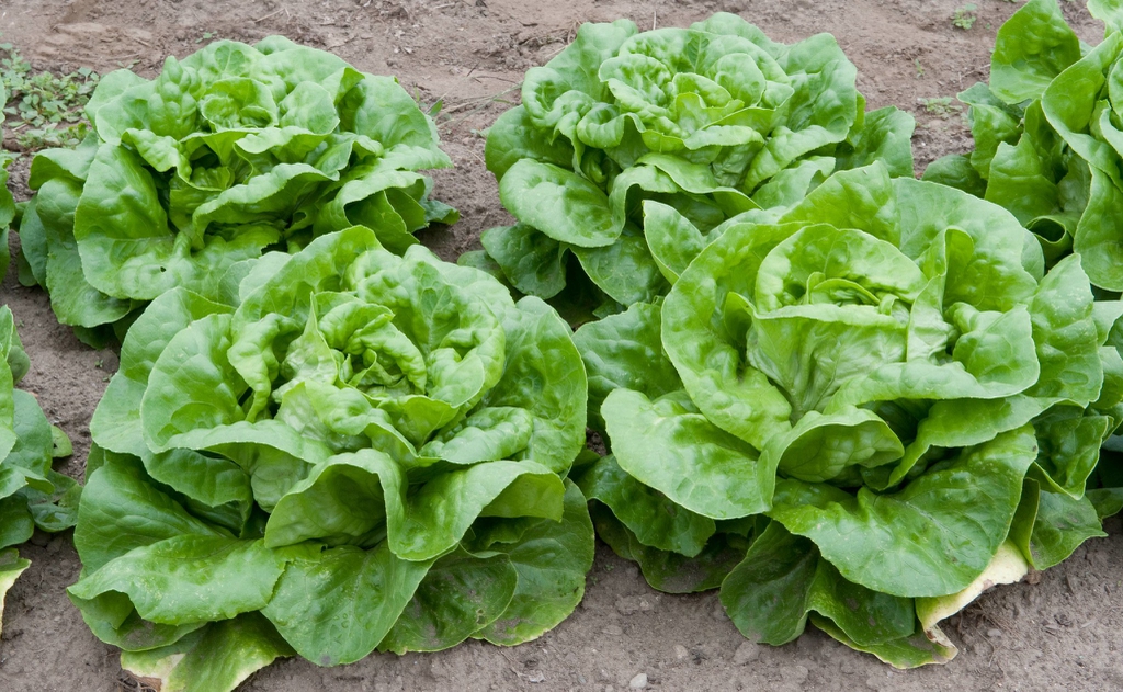 Lactuca sativa