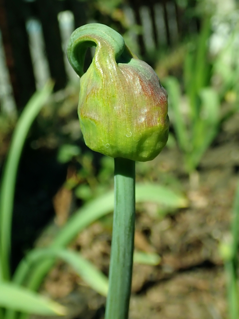 Seed pod