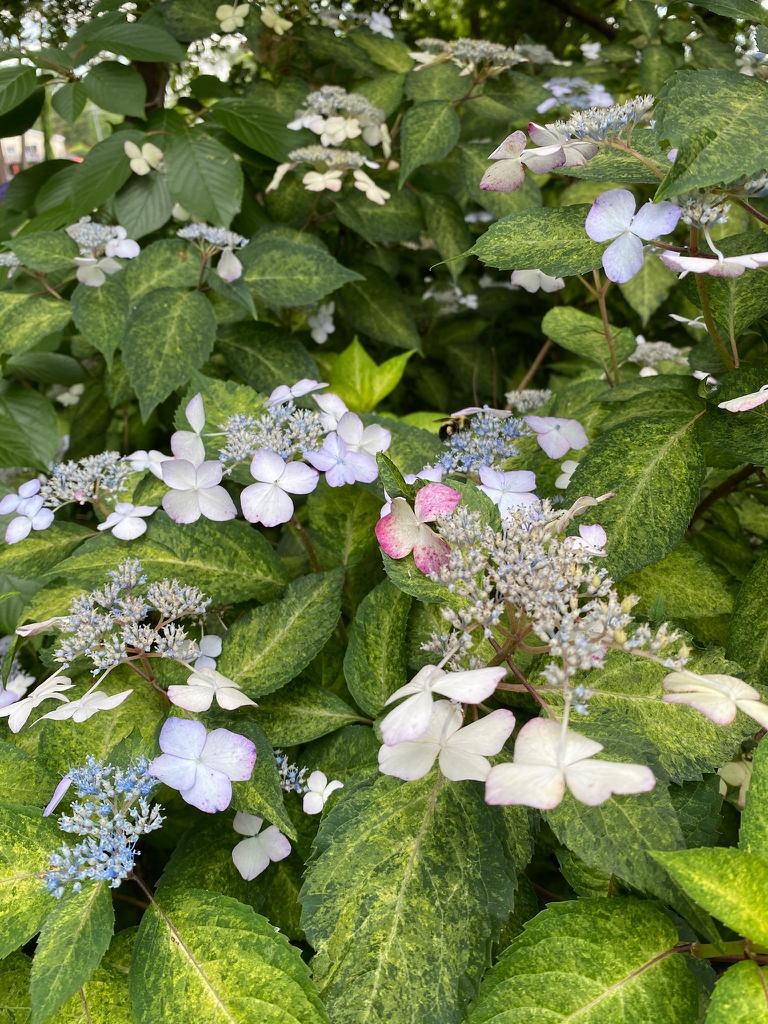 Bloom