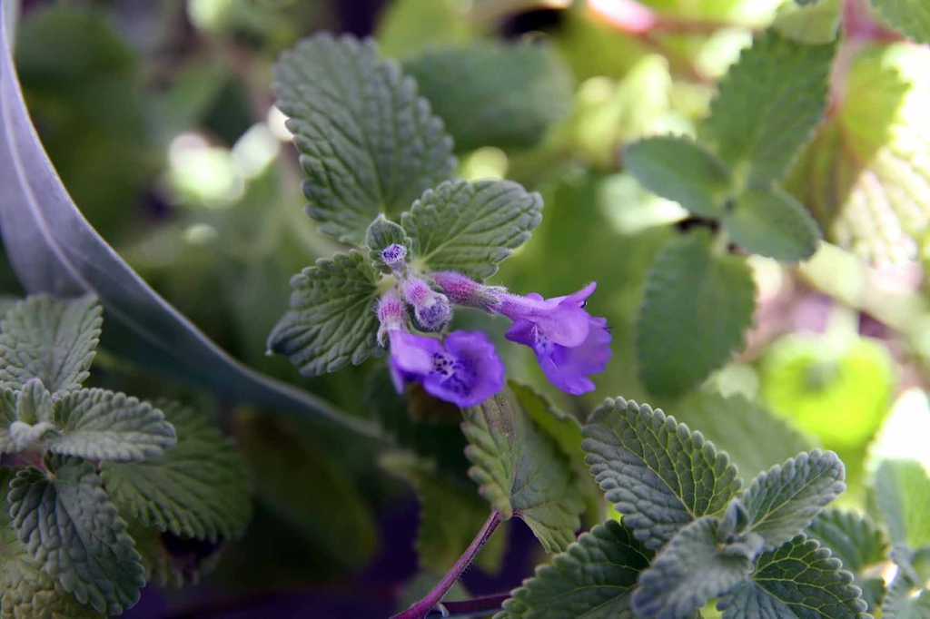 Nepeta x faassenii