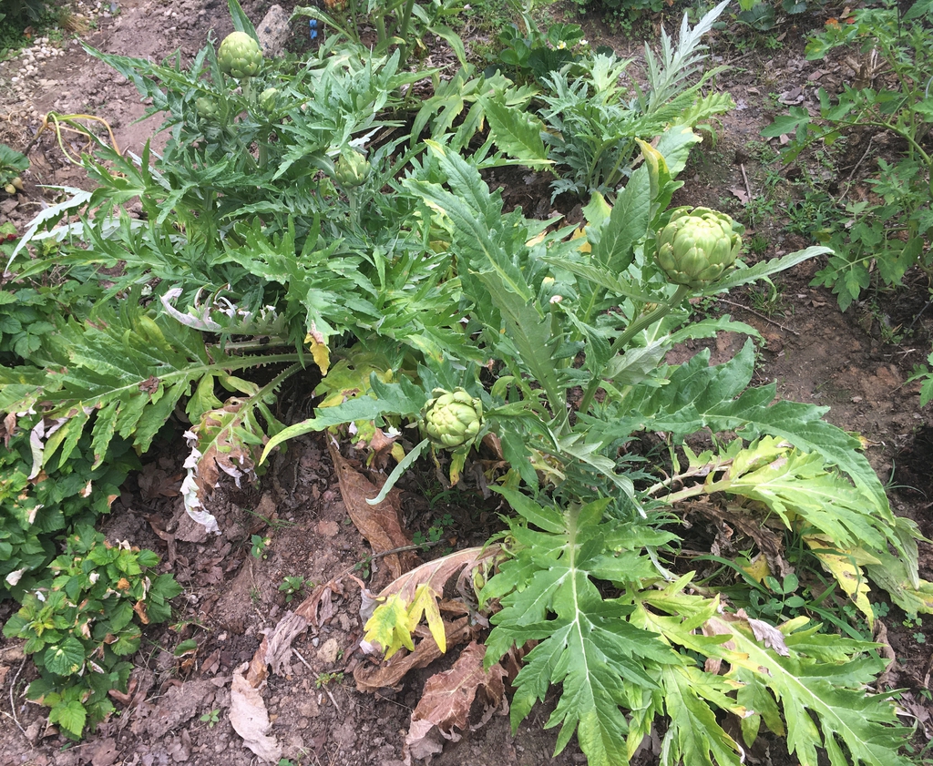 Cynara cardunculus (Scolymus Group)