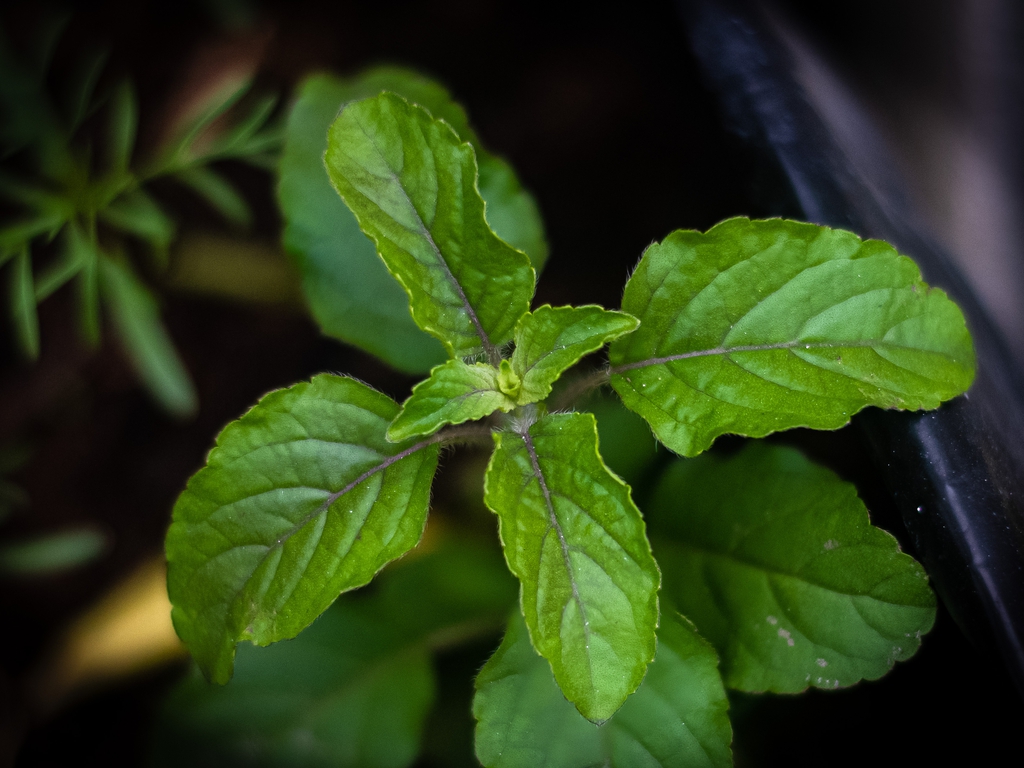 Opposite leaves