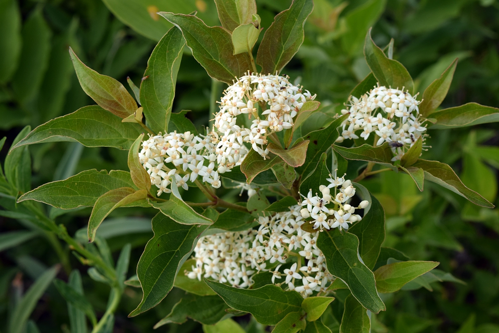 Clusters of flowers appear in the summer