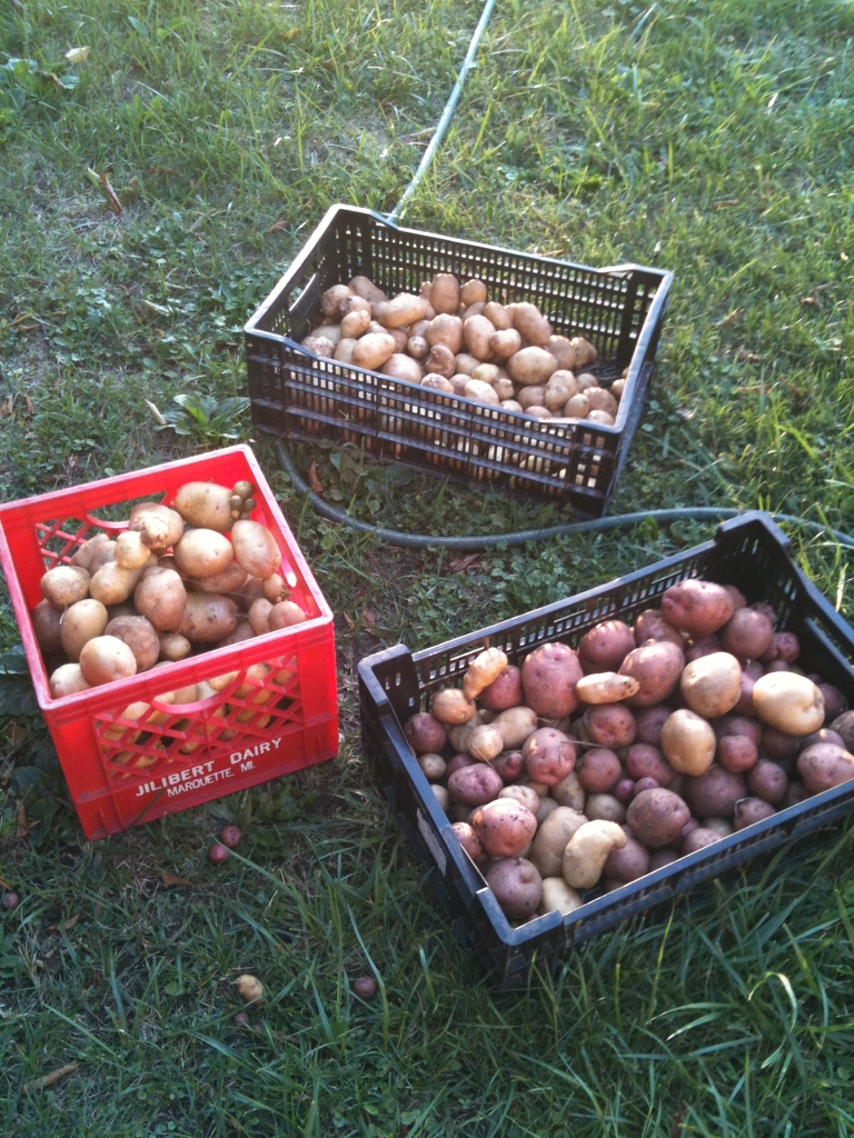 Solanum tuberosum