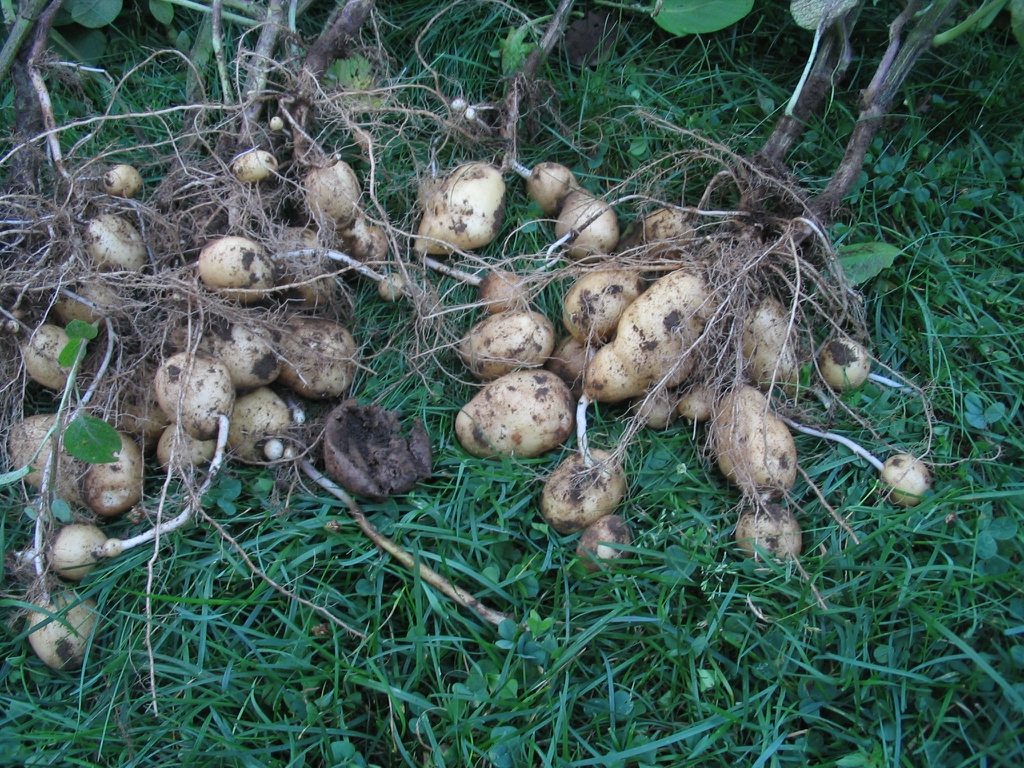 Solanum tuberosum