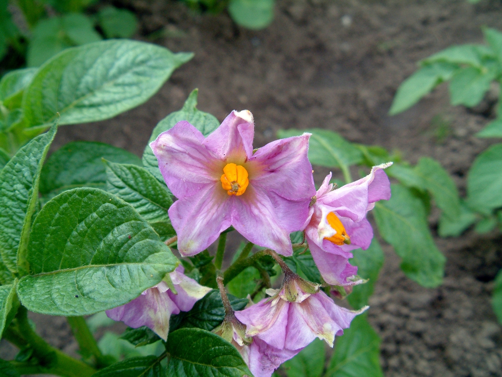 Solanum tuberosum