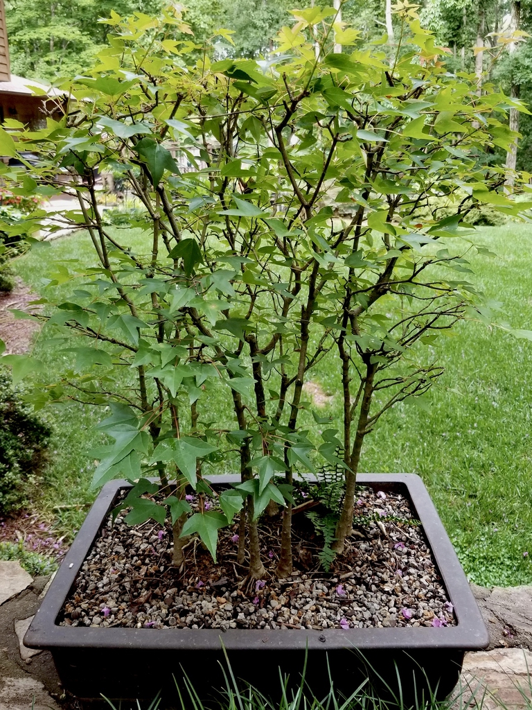 As bonsai