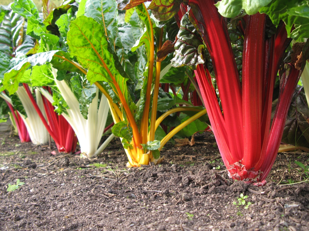 row of plants with petiole stalks red, white, or yellow.