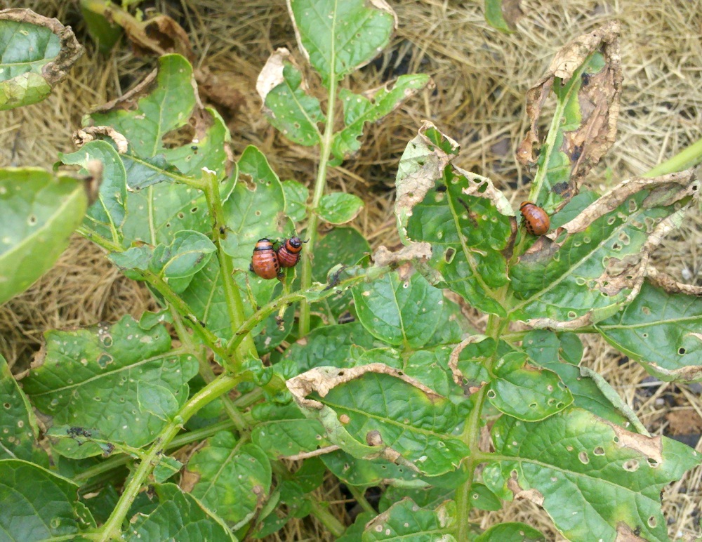 Solanum tuberosum