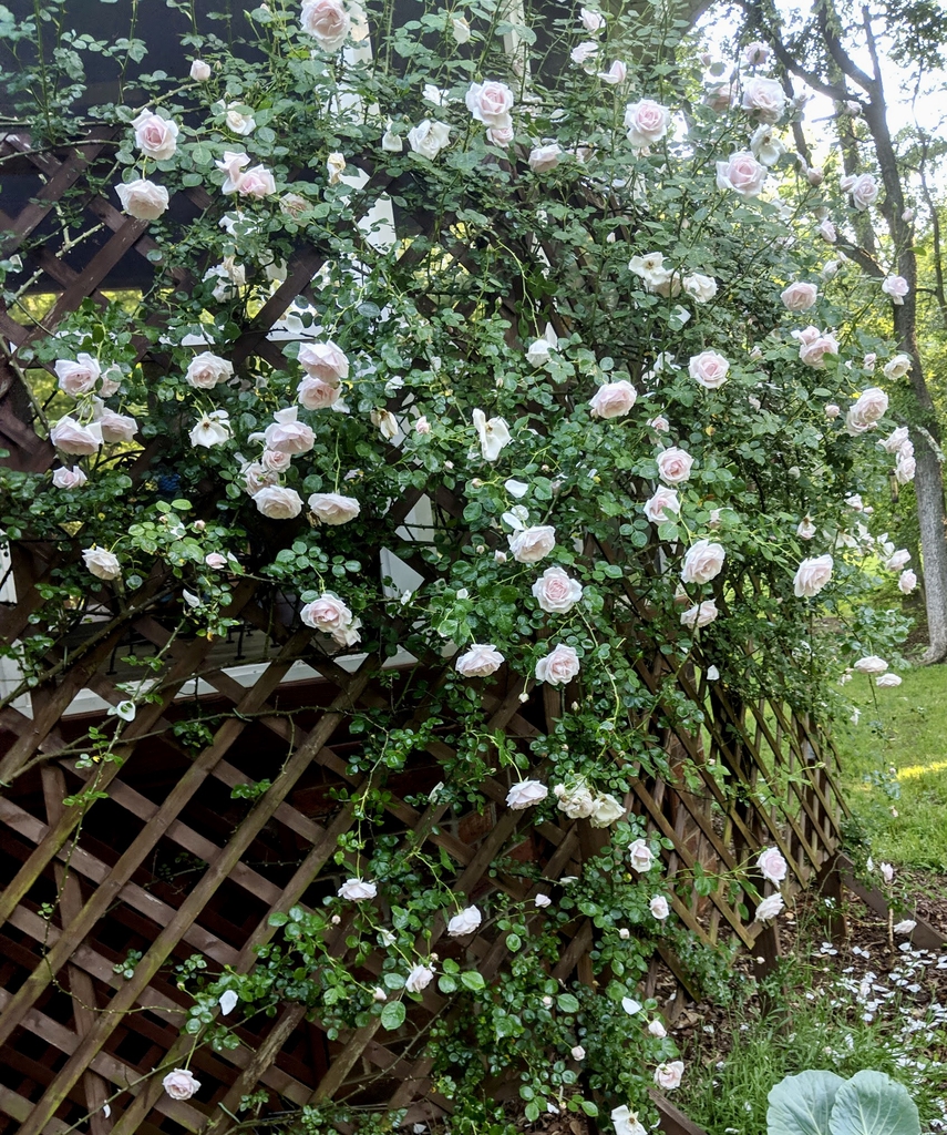 On trellis