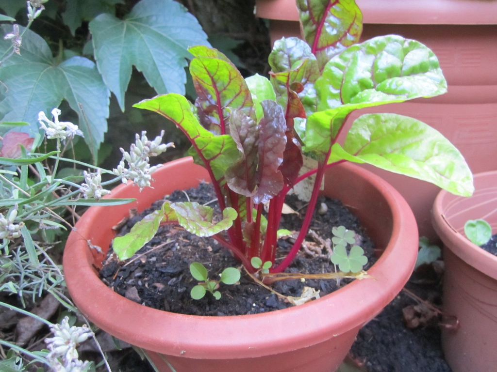 Beta vulgaris (Garden Beet Group)