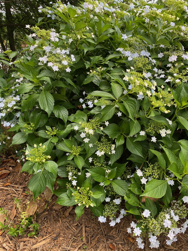 In bloom