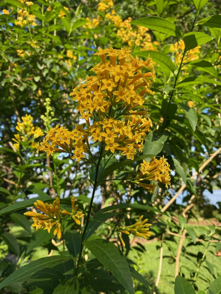 Bloom